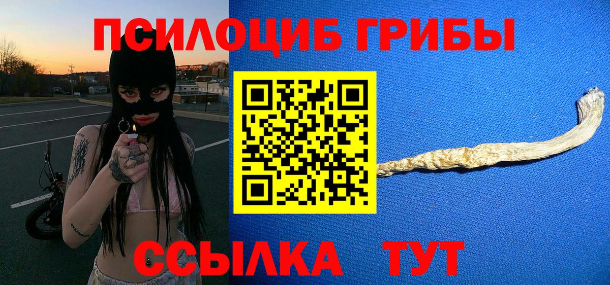 купить  сайты  Северобайкальск  Галлюциногенные грибы Psilocybe 